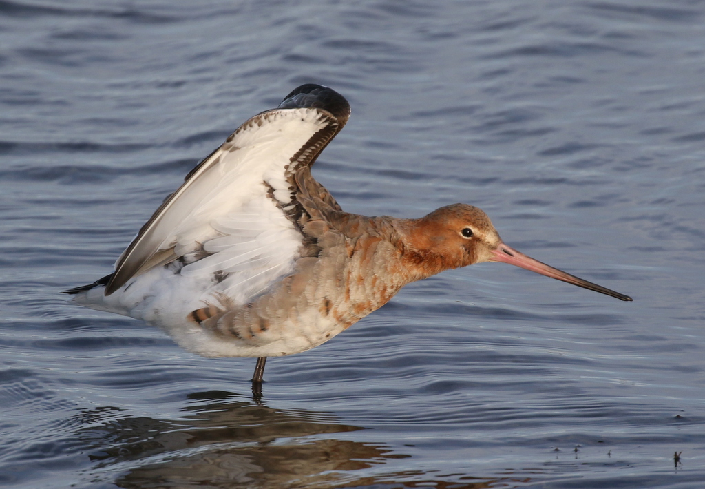 Black-tailed Godwit