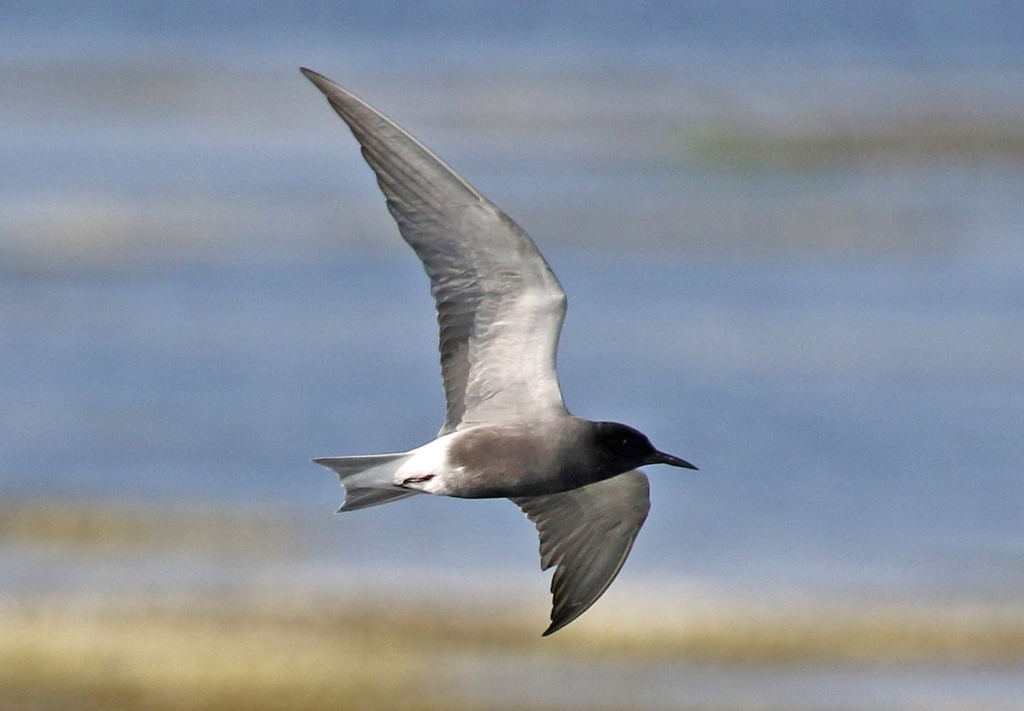 Black Tern 1