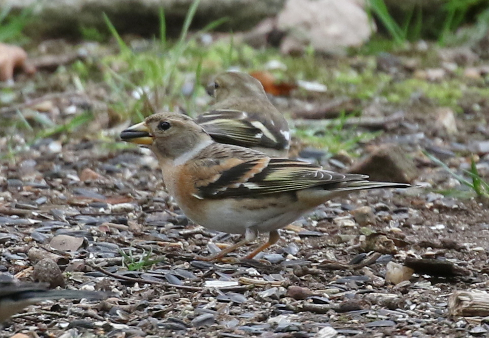 Brambling