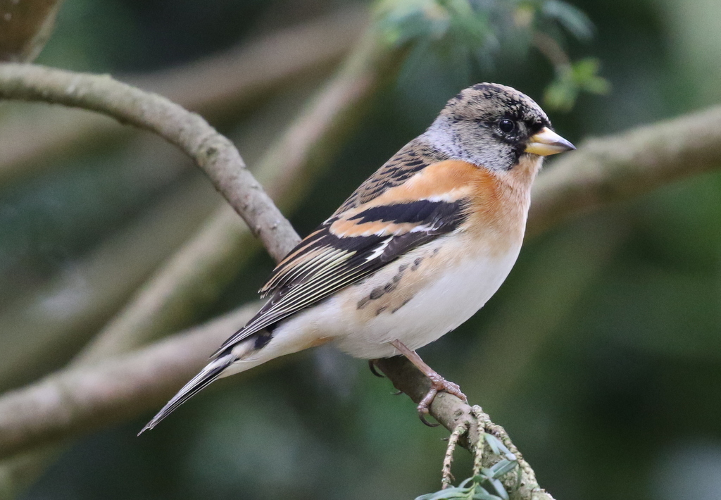 Brambling