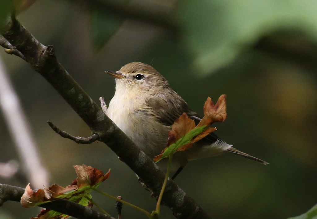 Chiffchaff