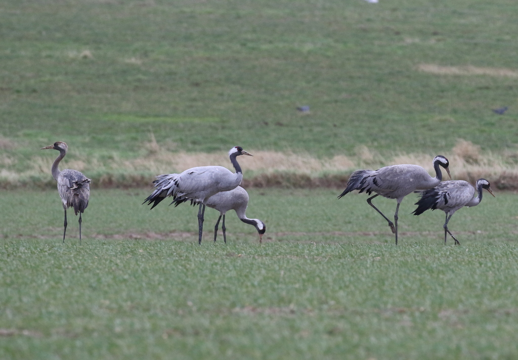 Common Crane 3