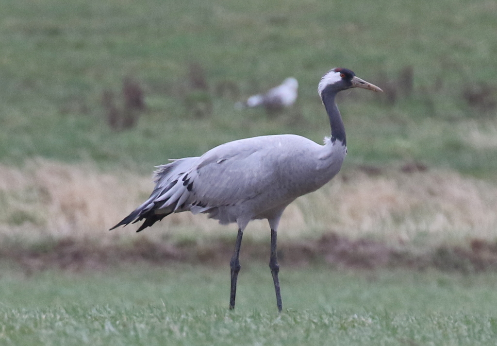 Common Crane 4