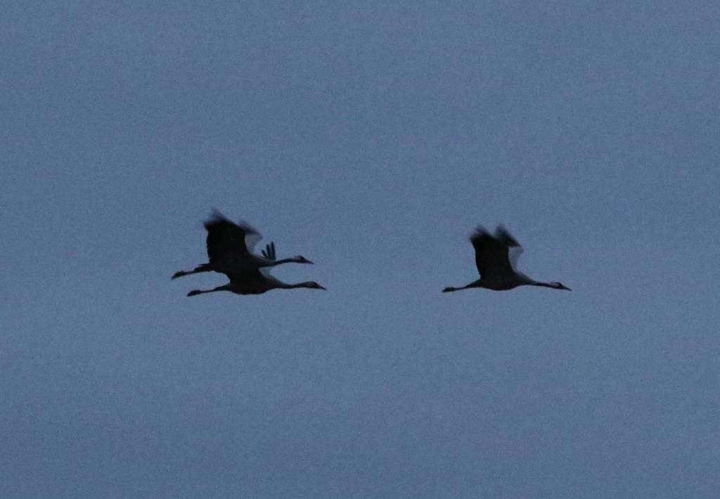 common cranes 2