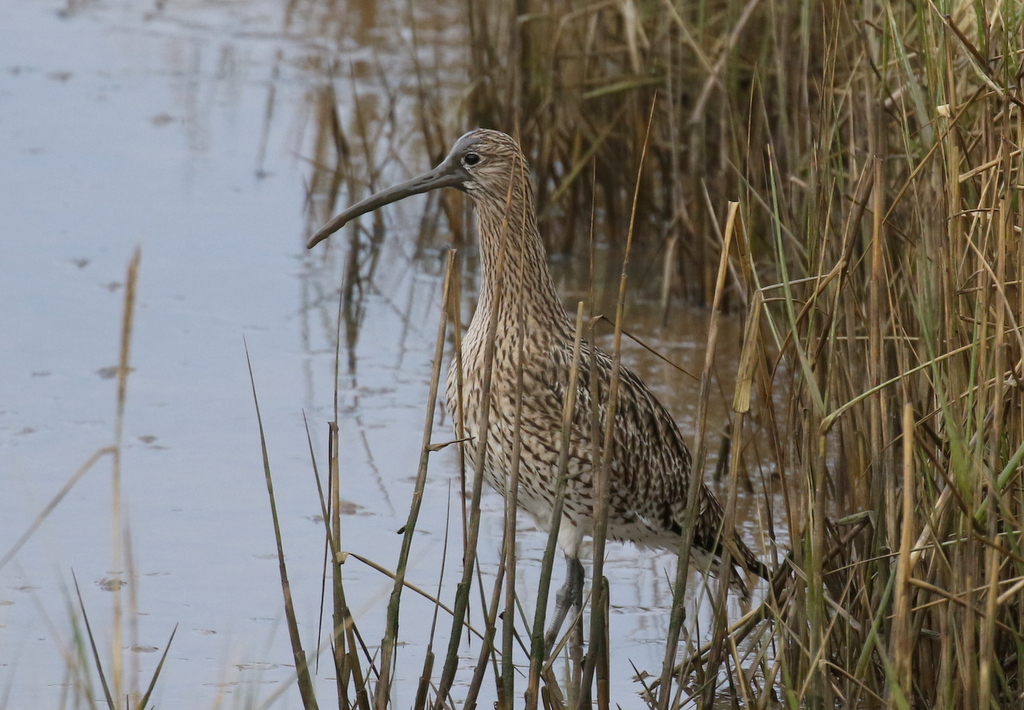 Curlew