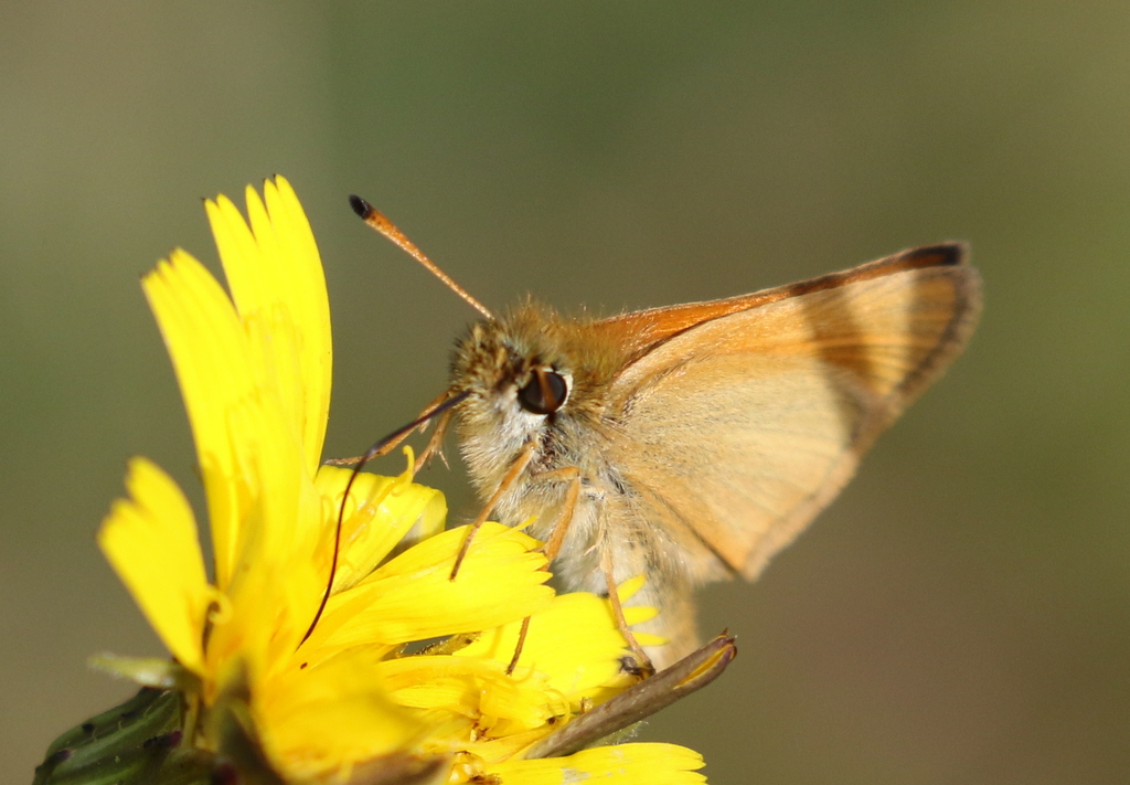 Essex Skipper