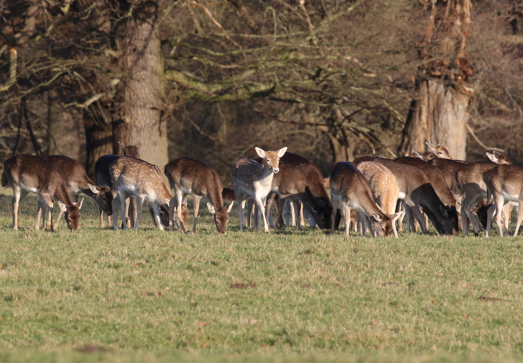 Fallow Deer