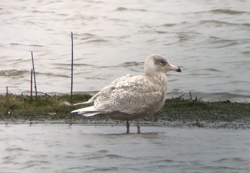 Glaucous Gull