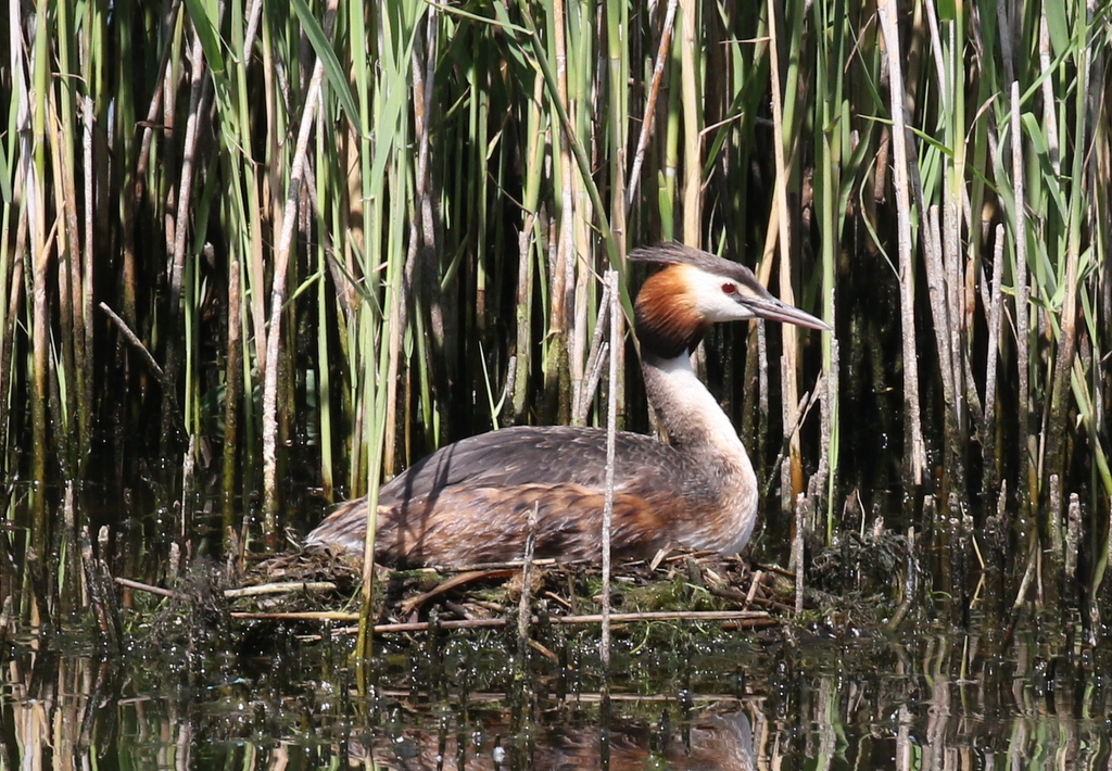 Great Crested Grebe