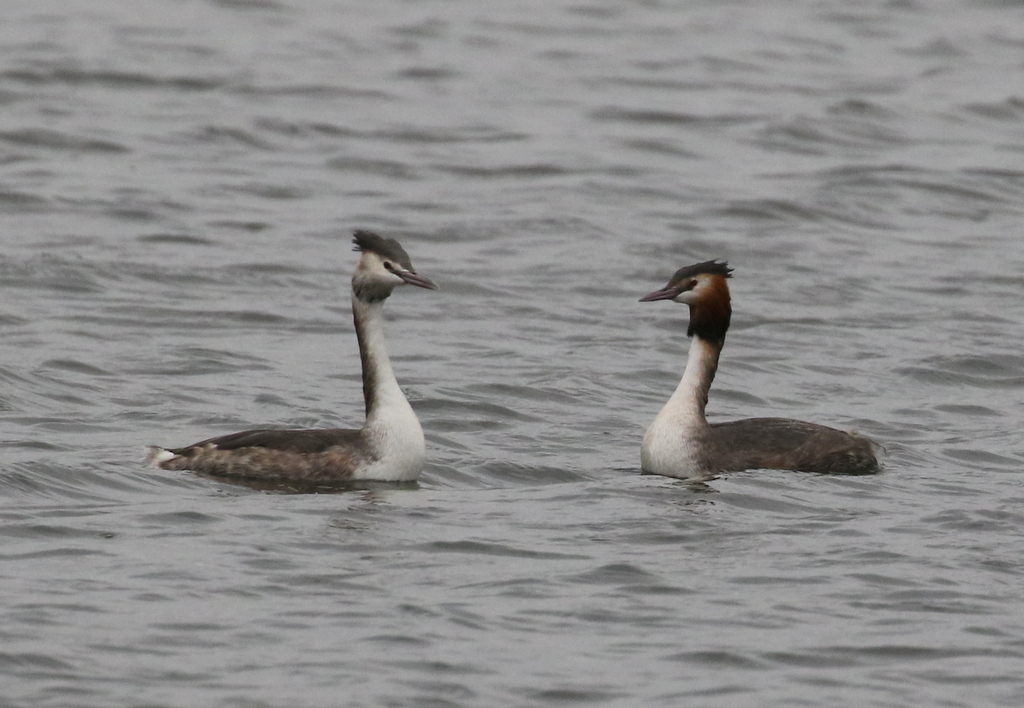 Great Crested Grebes