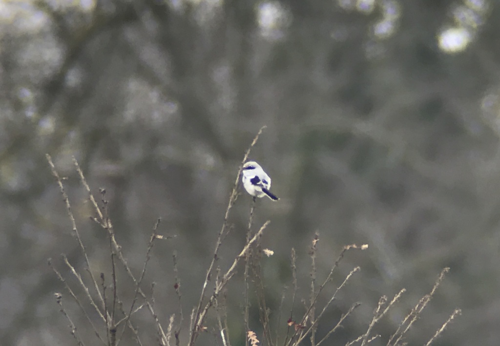 Great Grey Shrike