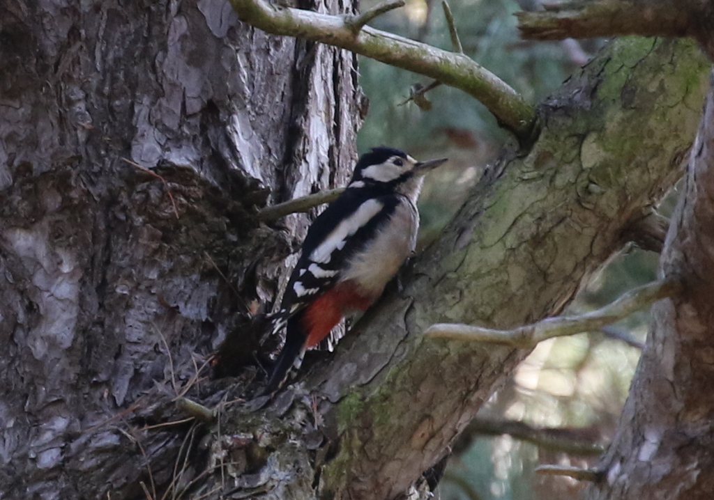 Great Spotted Woodpecker