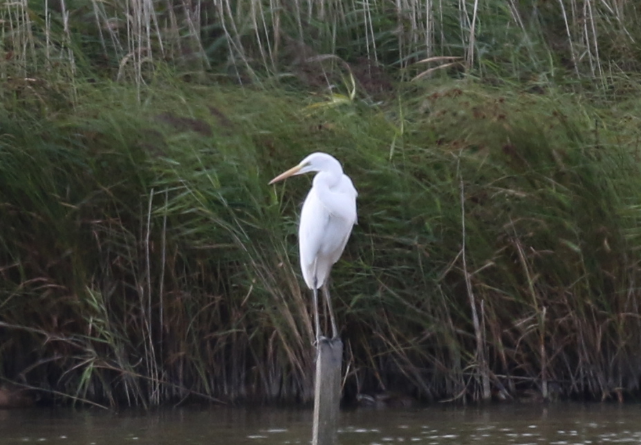 Great White Egret 1