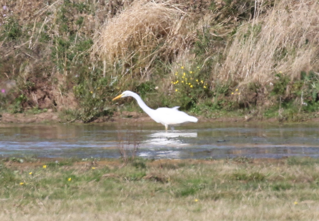 Great White Egret 2