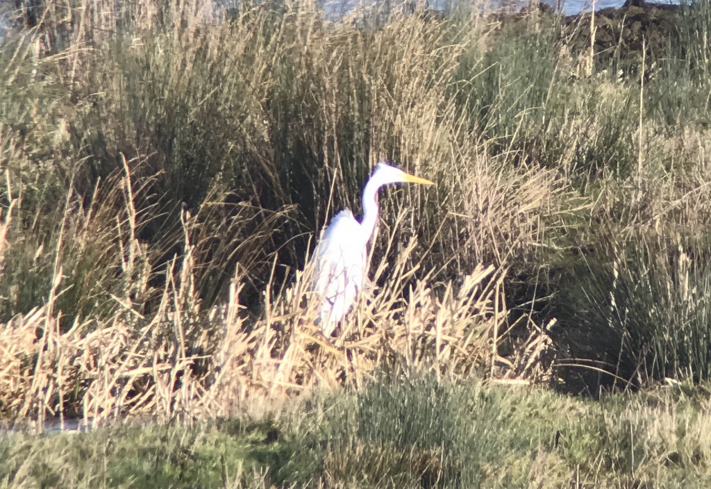 Great White Egret