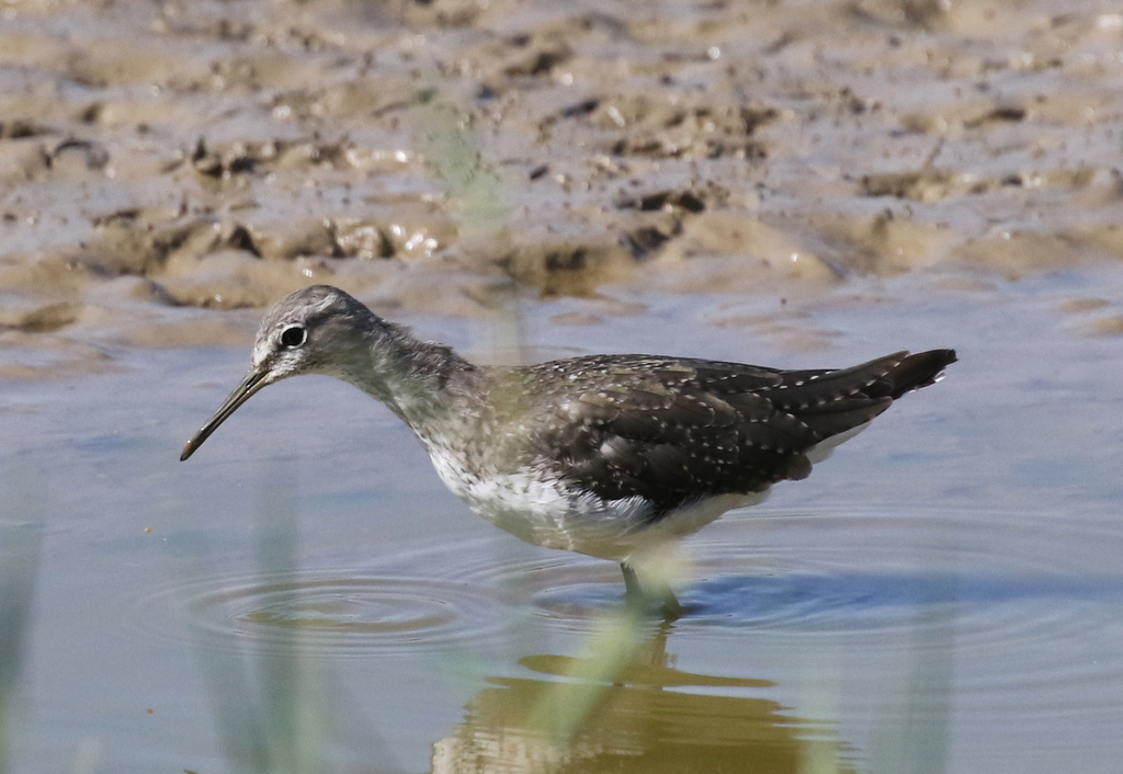 Green Sandpiper