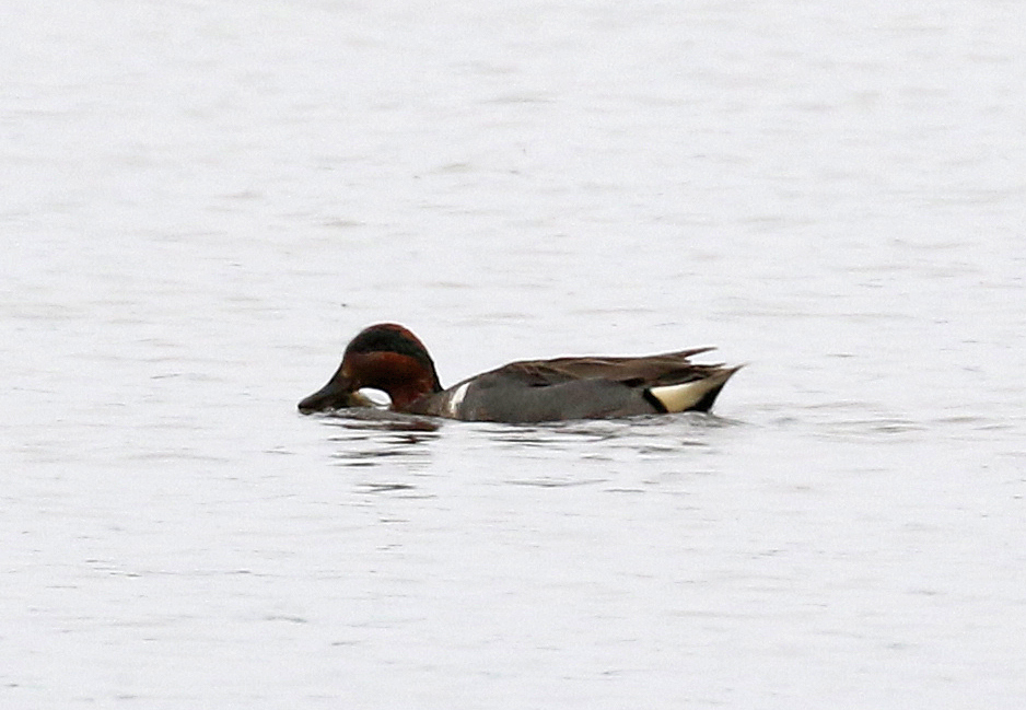 Green-winged Teal