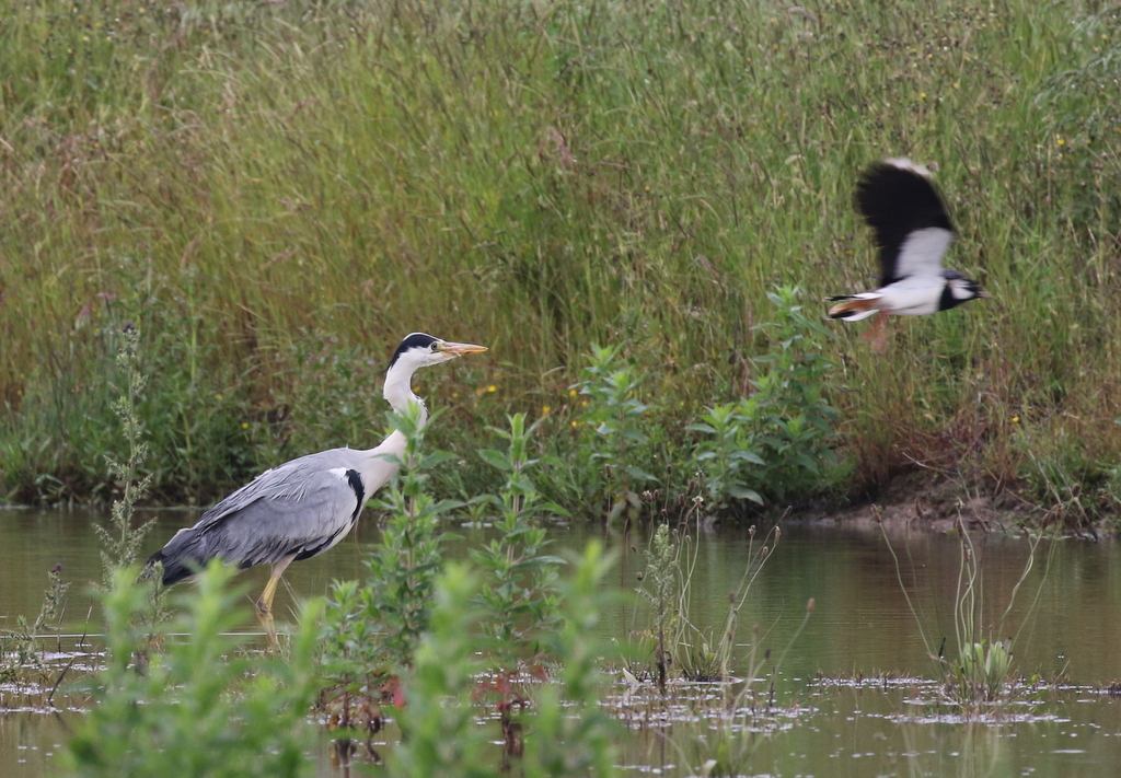 Grey Heron