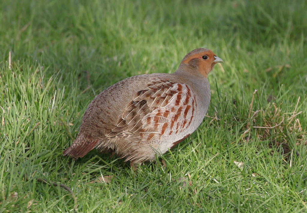 Grey Partridge