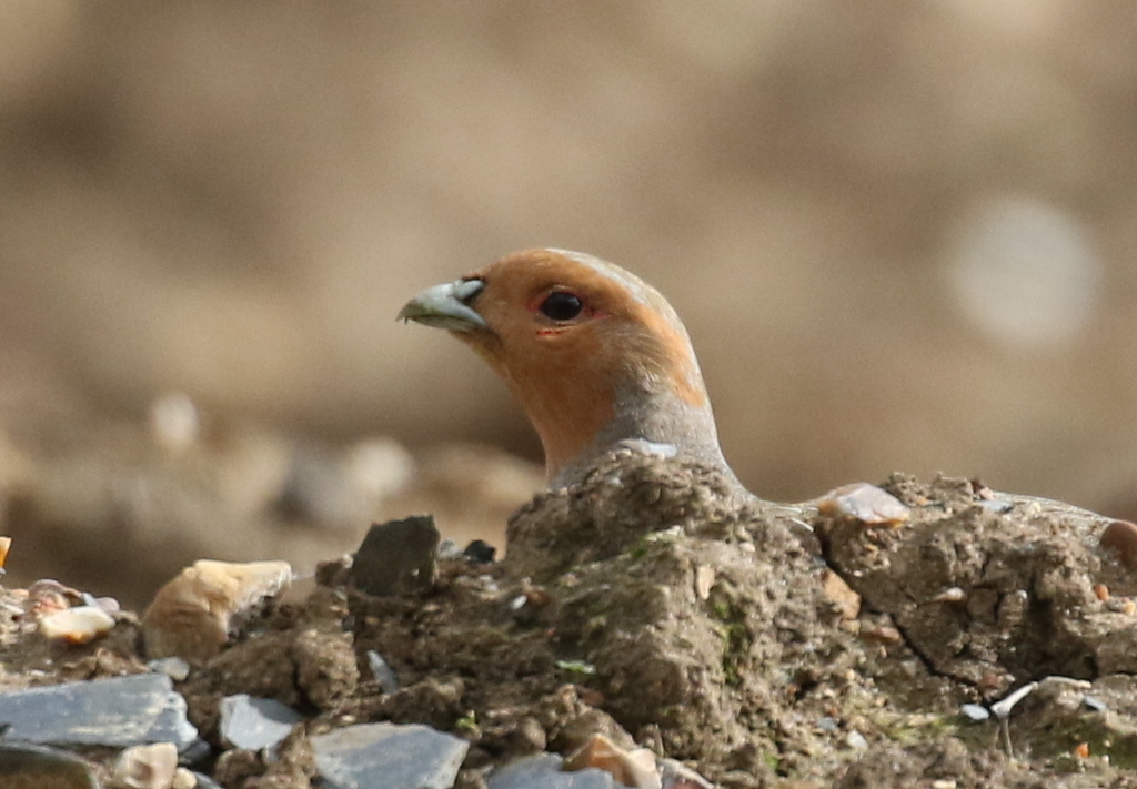 Grey Partridge