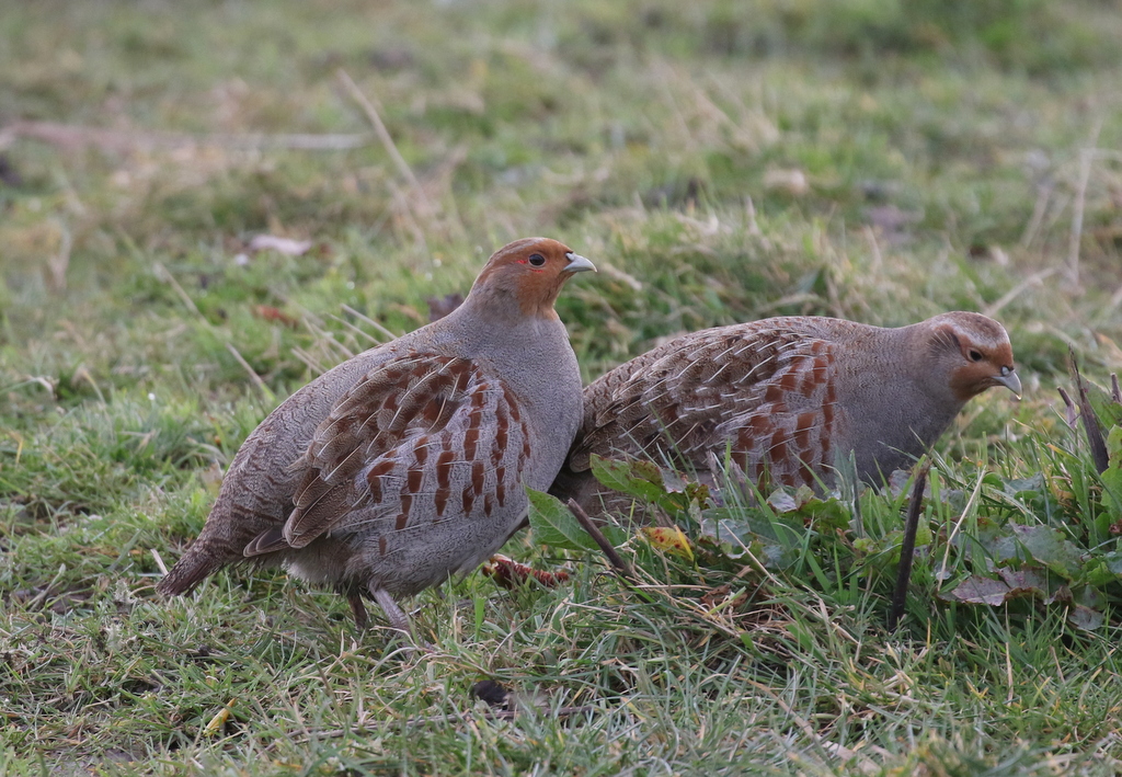 Grey Partridge