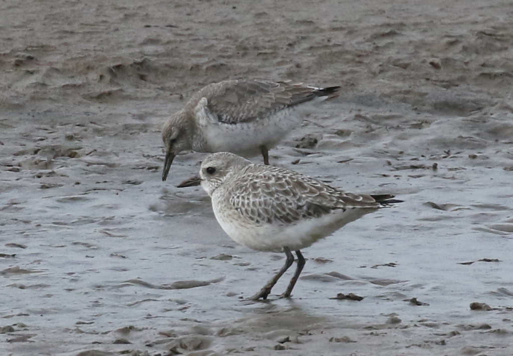 Grey Plover and Knot