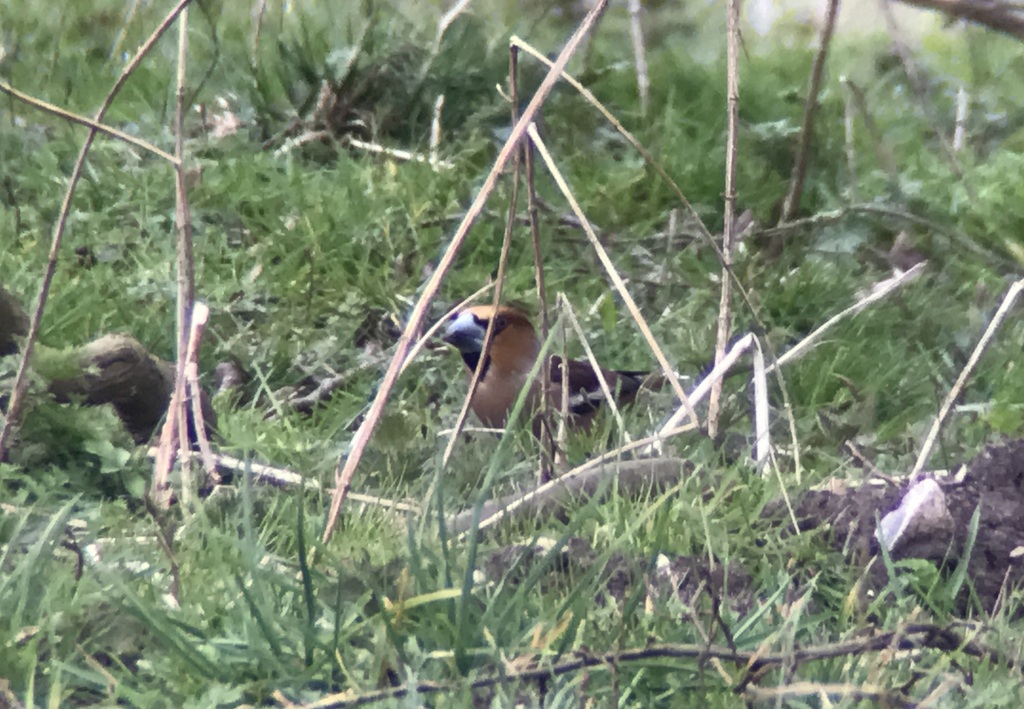 Hawfinch 2