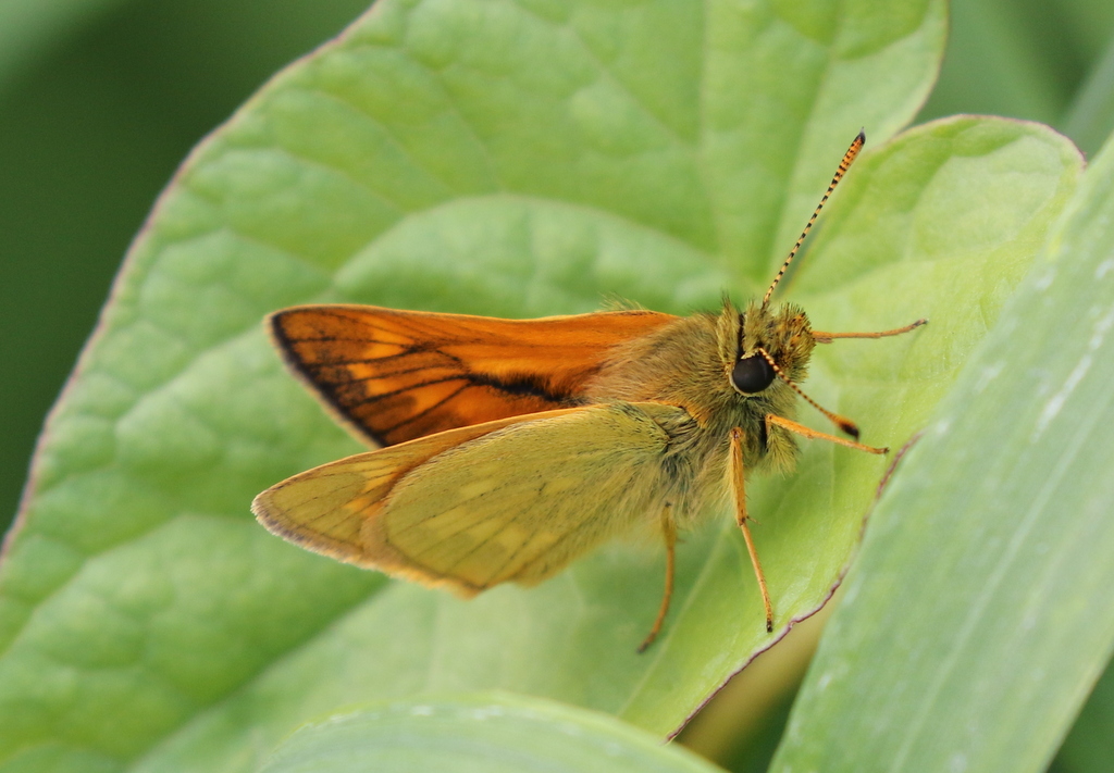 Large Skipper