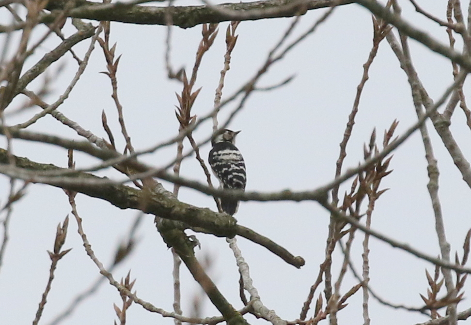 Lesser Spotted Woodpecker 2
