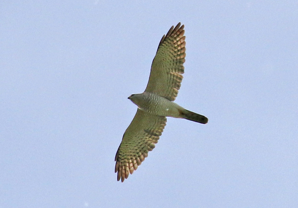 Levant Sparrowhawk 1