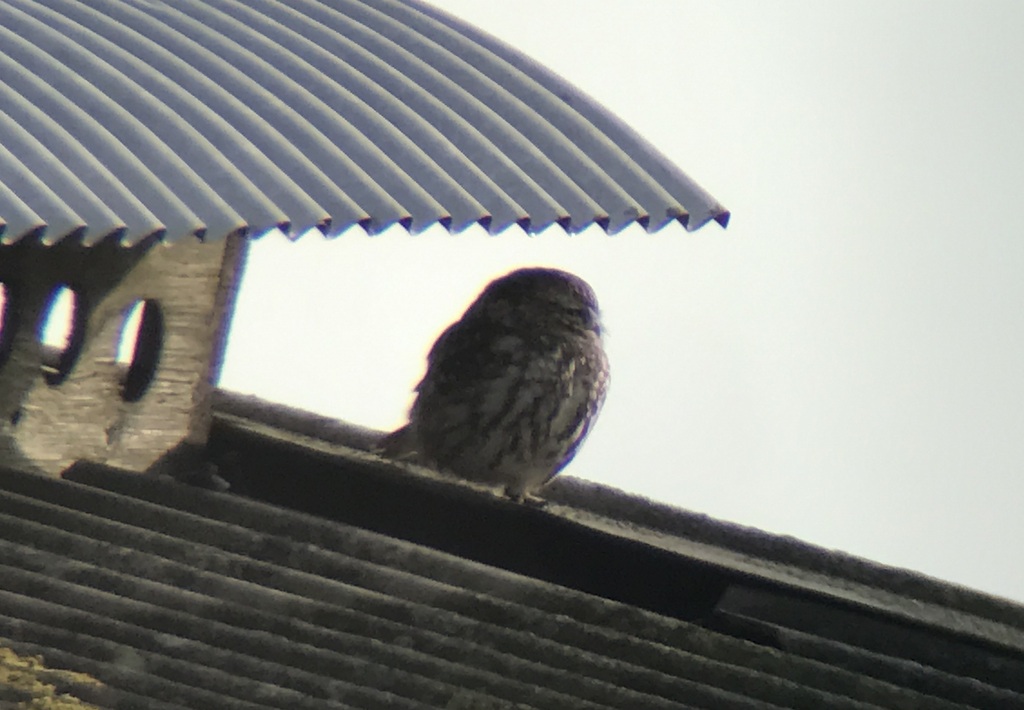 Little Owl