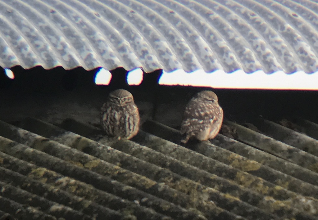 Little Owls