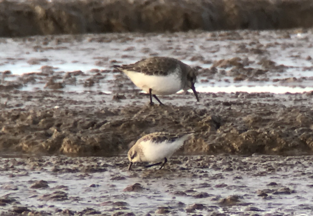 Little Stint