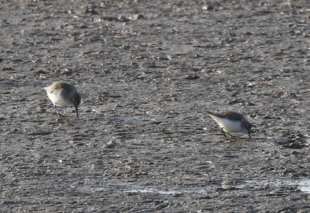 Little Stint and Dunlin