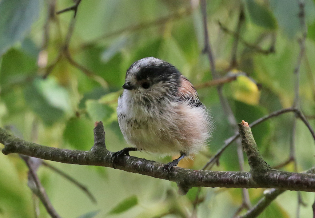 Long-tailed Tit