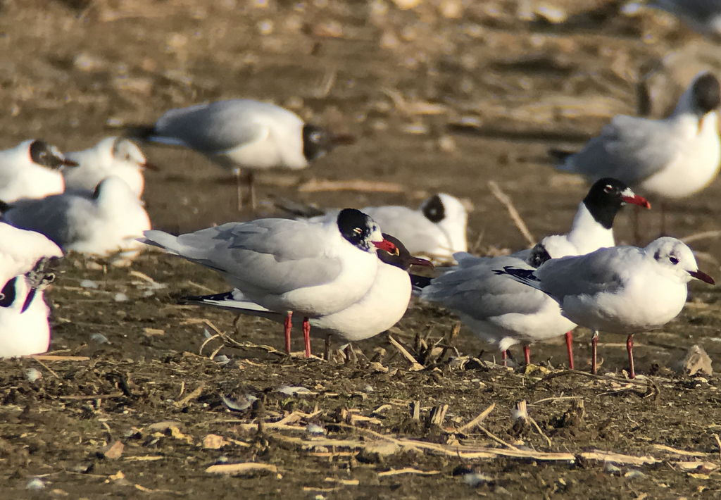 Mediterranean Gull