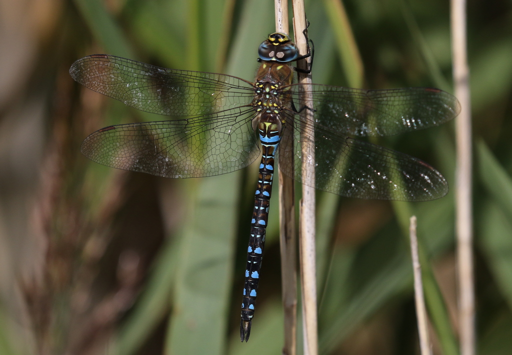 Migrant Hawker