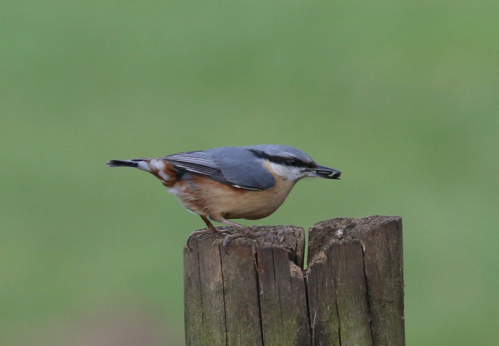 Nuthatch