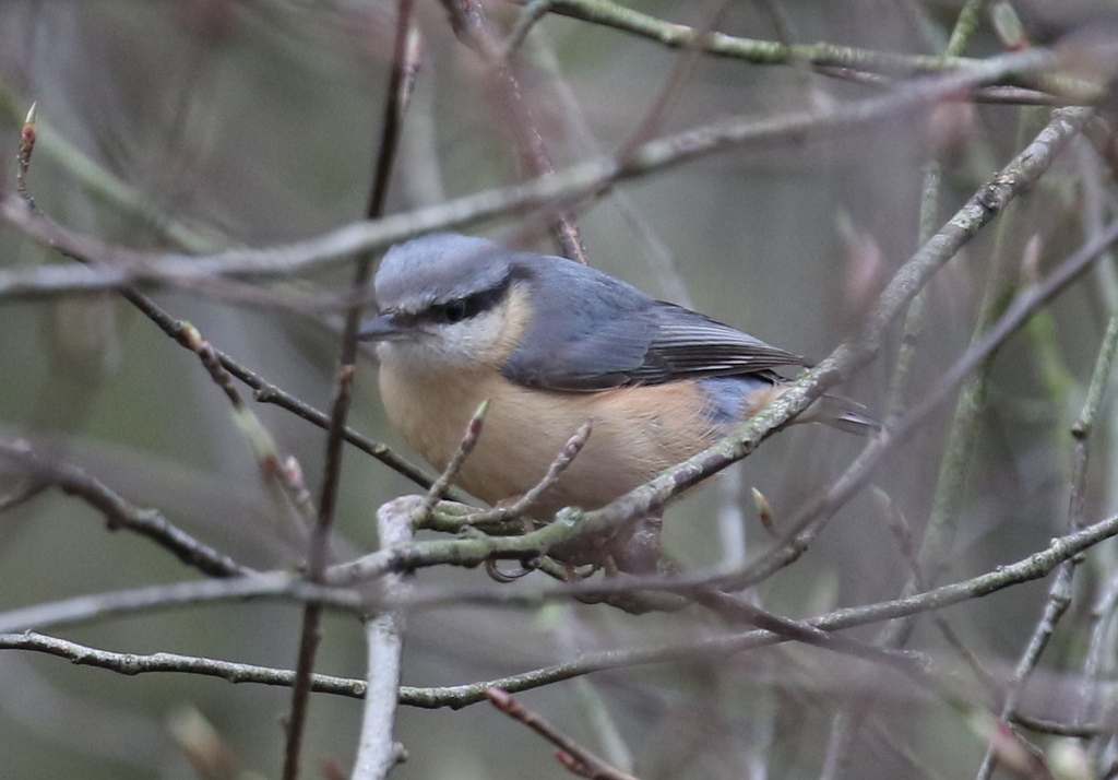 Nuthatch