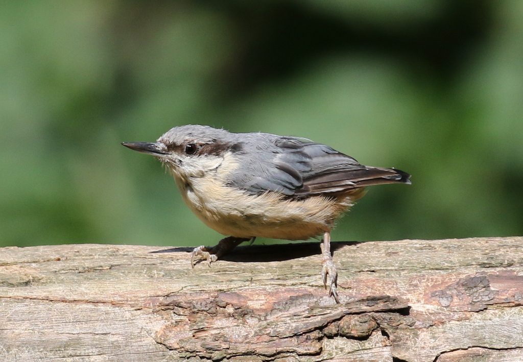 Nuthatch