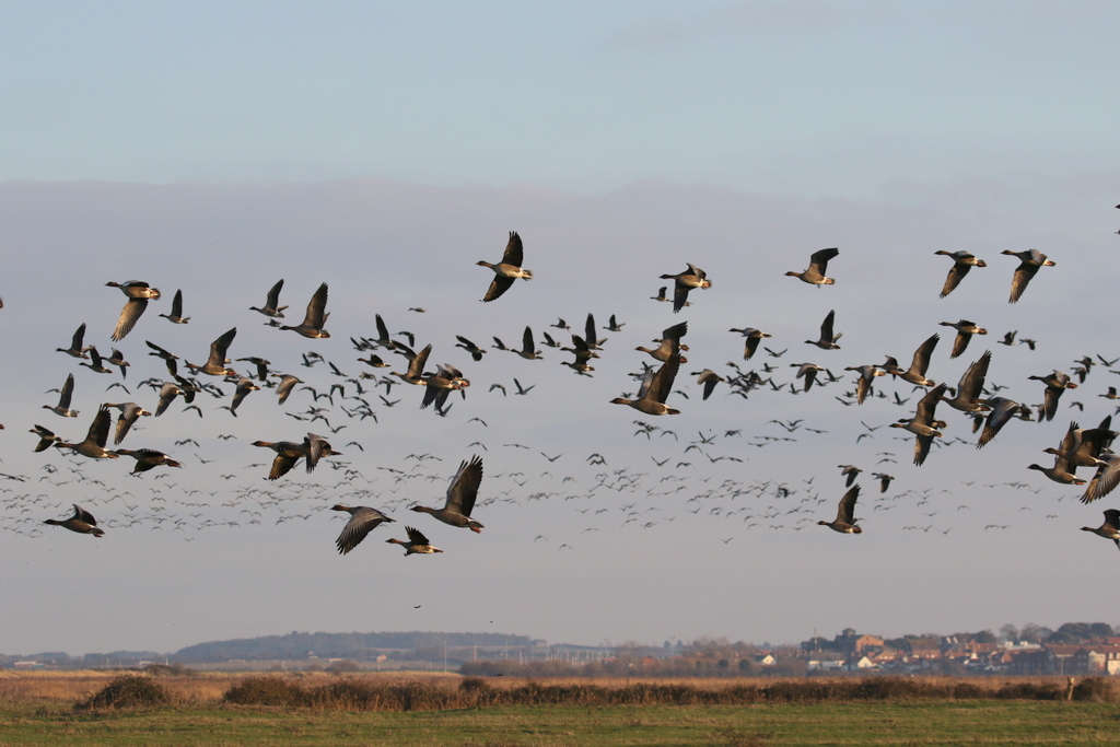 pink-footed geese 2