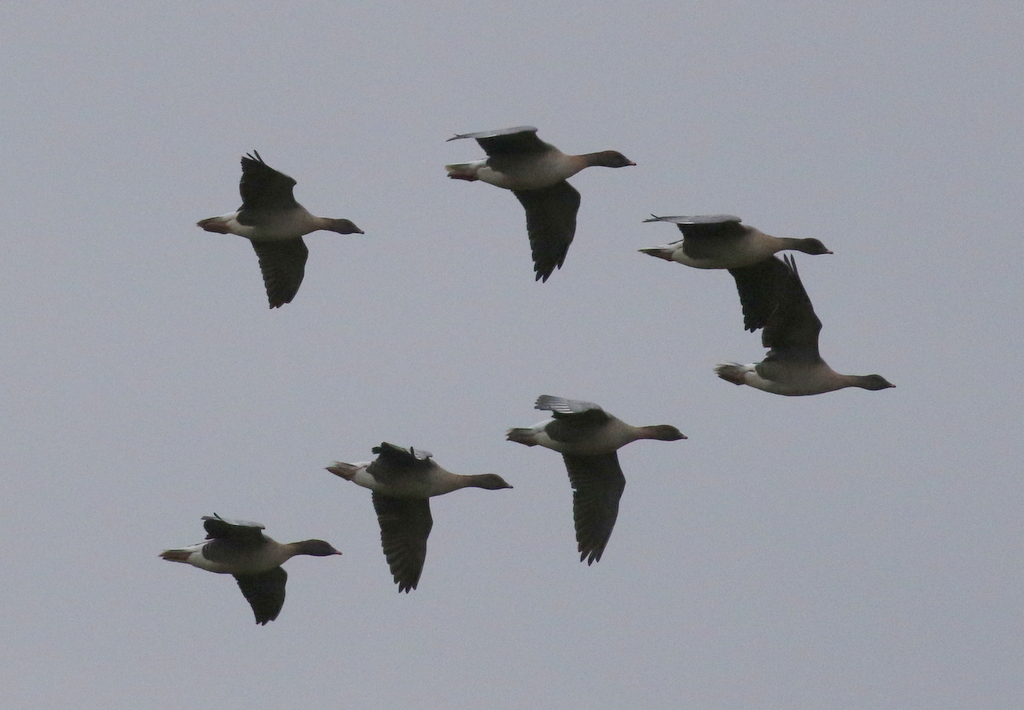 Pink-footed Geese