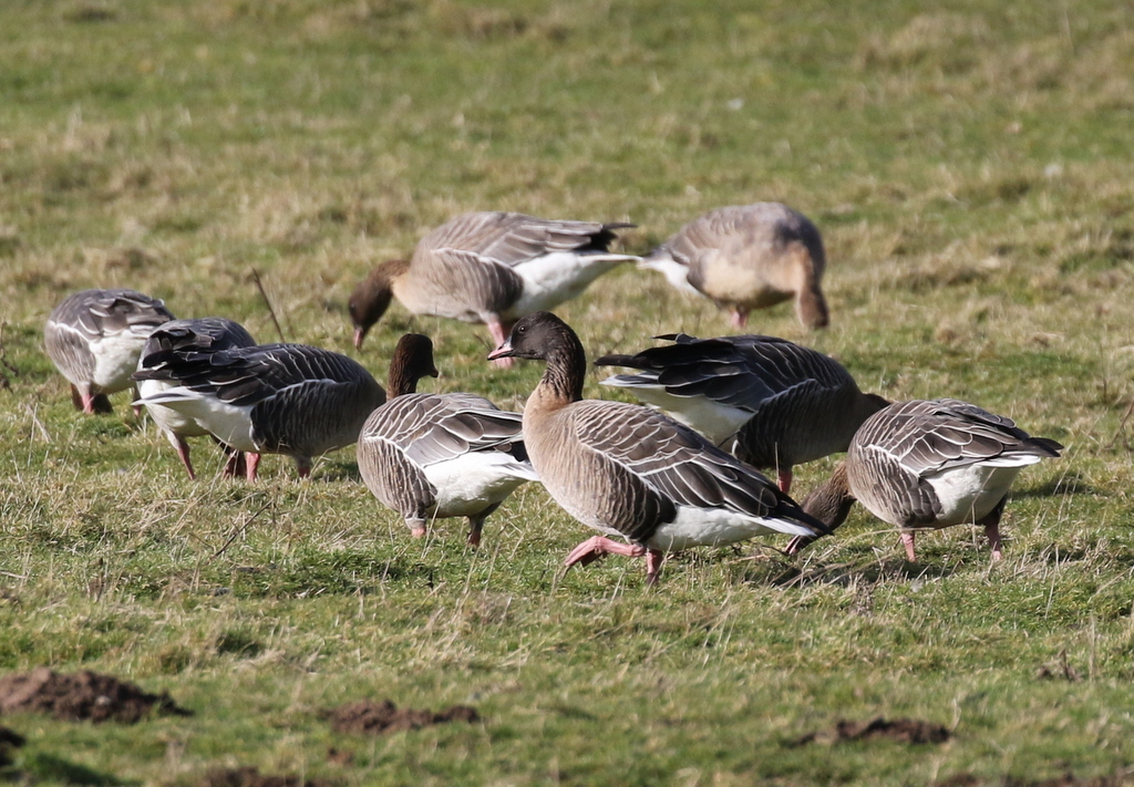 Pink-footed Geese_1