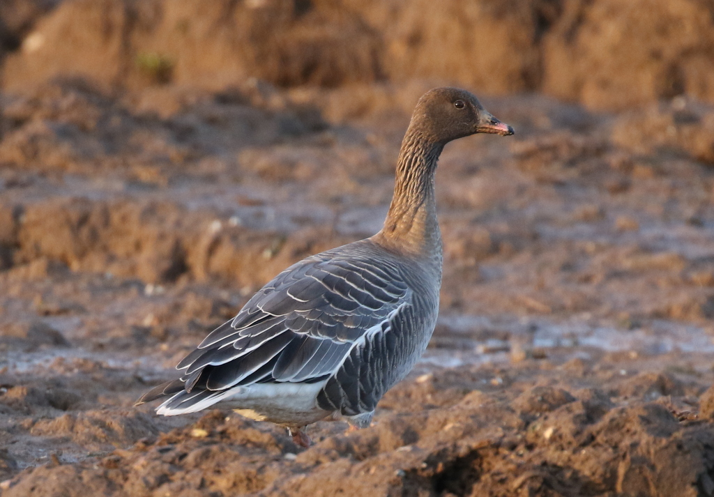 Pink-footed Goose