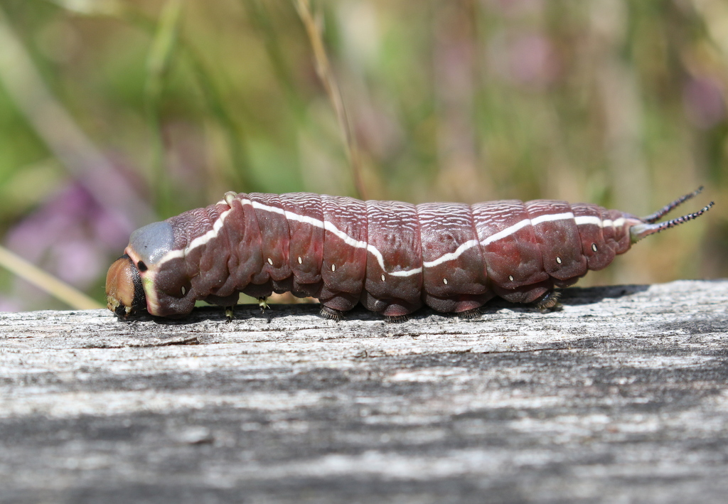 Puss Moth caterpillar