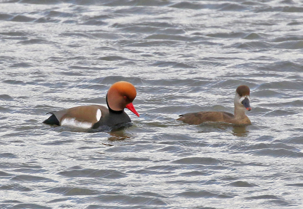 Red-crested Pochard