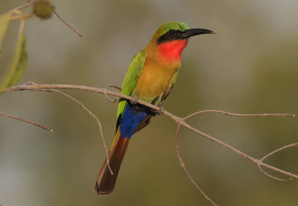 Red-throated Bee-eater