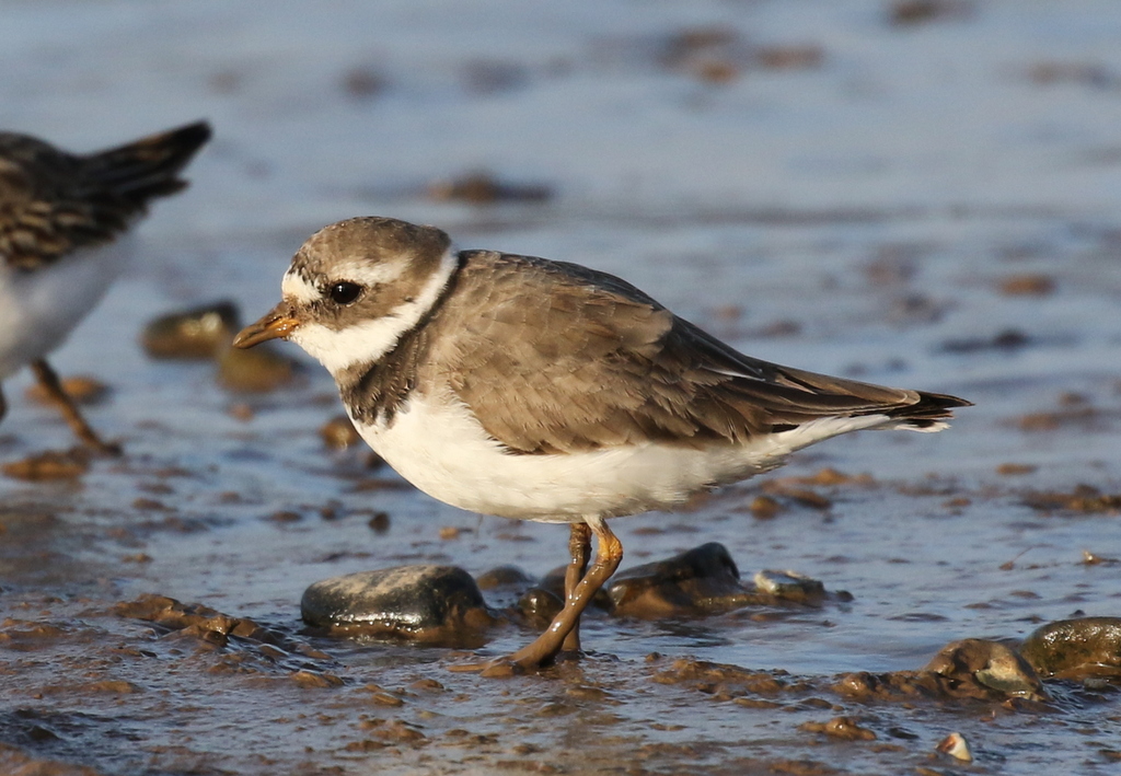 Ringed Plover 2