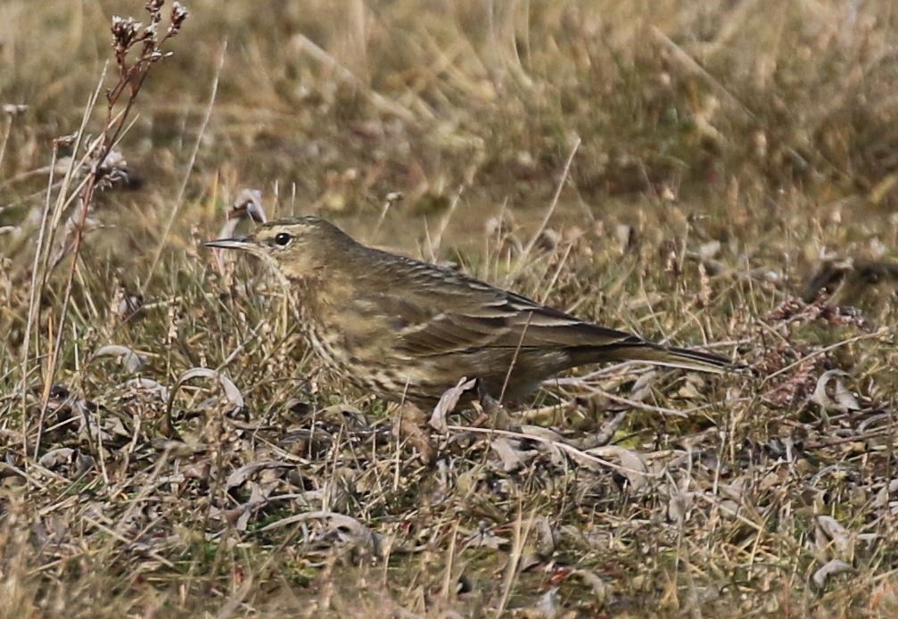 Rock Pipit