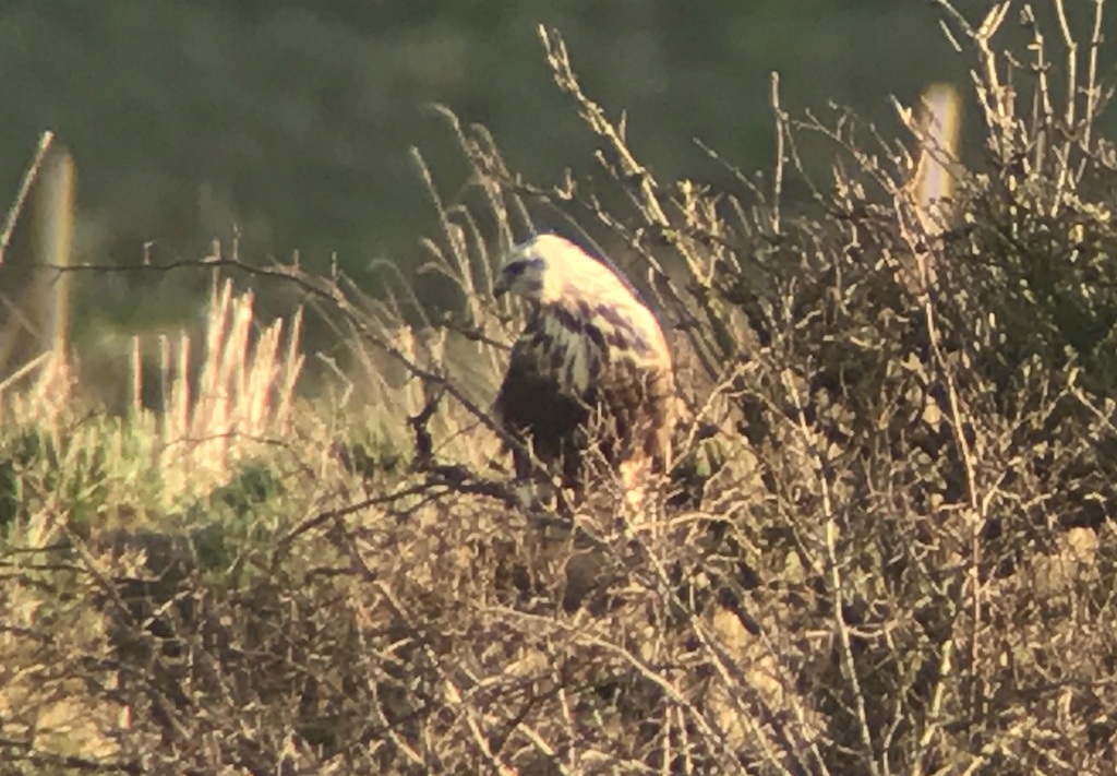 Rough-legged Buzzard